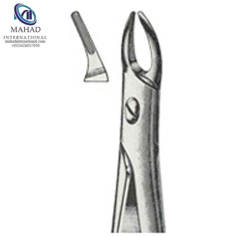 Upper Roots (Narrow Beak)